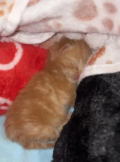 Simba