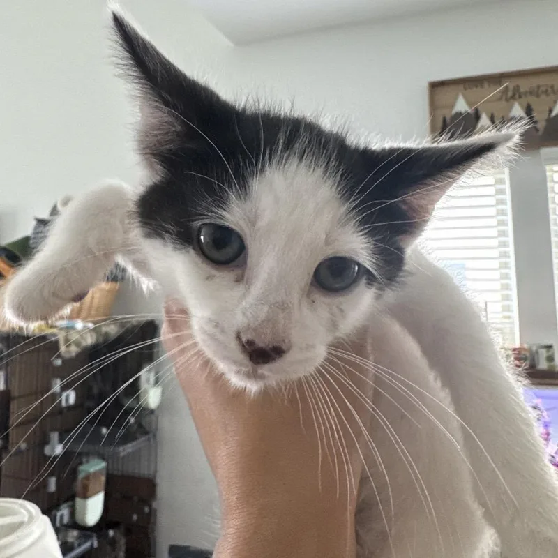 A baby small-sized male White Domestic Medium Hair cat named Louie for adoption in Katy, TX