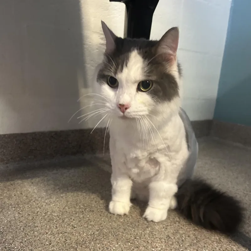An adult extra large-sized male White Domestic Long Hair cat named Fluffy for adoption in Sarasota, FL