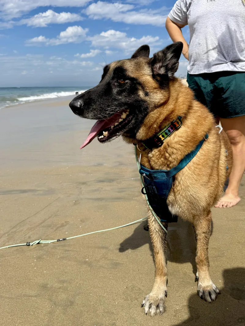 A senior large-sized male Brown / Chocolate Belgian Shepherd / Malinois dog named Chepo for adoption in Los Angeles, CA