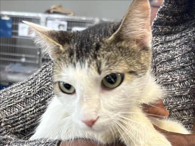 An adult medium-sized female Domestic Short Hair cat named Sian for adoption in San Pedro, CA
