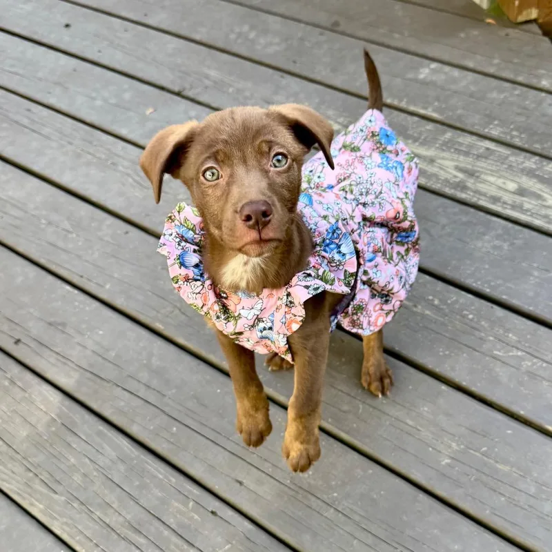 A baby medium-sized female Brown / Chocolate Hound dog named Tootsie for adoption in Chantilly, VA