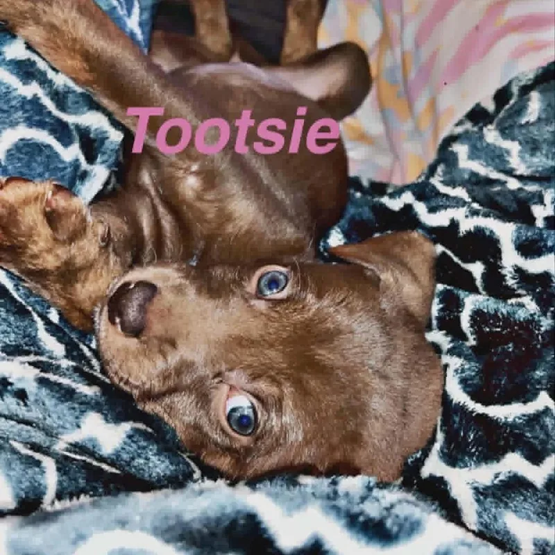 Tootsie thumbnail 4