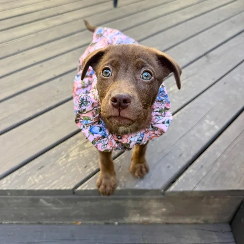 Tootsie thumbnail 6