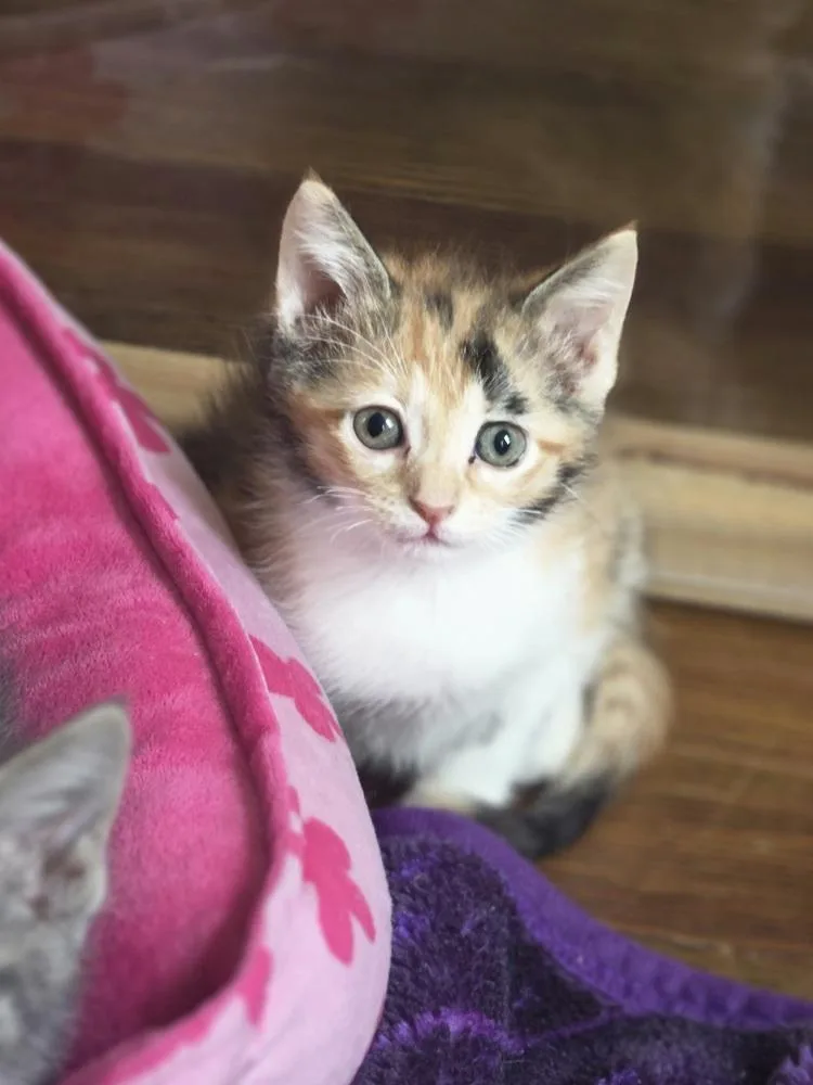 A baby small-sized female White Domestic Short Hair cat named Marie for adoption in Metamora, IL