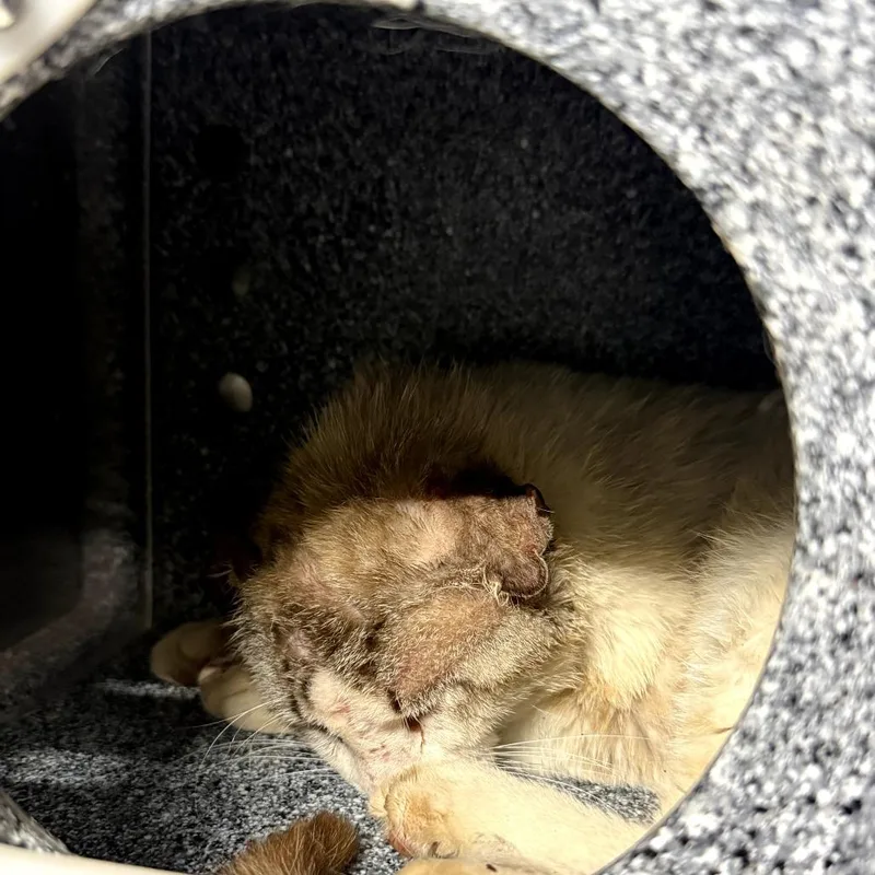 An adult large-sized male White Domestic Short Hair cat named Eazy Money for adoption in Pauls Valley, OK