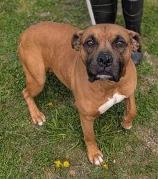 A young large-sized male Boxer dog named Bruce Scas for adoption in Rockaway, NJ