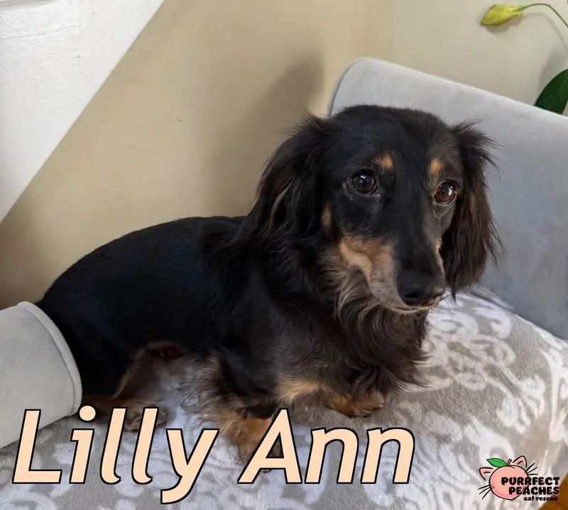 Lilly Ann