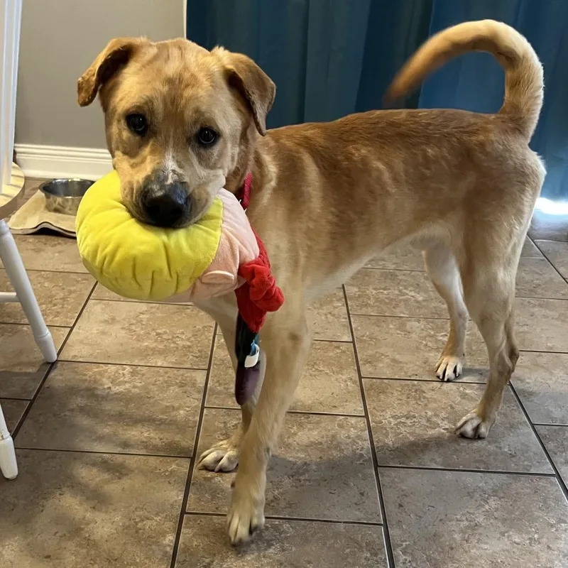 An adult medium-sized male Yellow / Tan / Blond / Fawn Labrador Retriever dog named Blooper for adoption in Nashville, TN