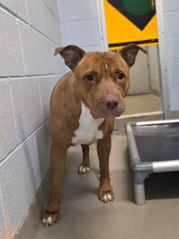 An adult medium-sized female Pit Bull Terrier dog named Baba Yaga for adoption in Millersville, MD