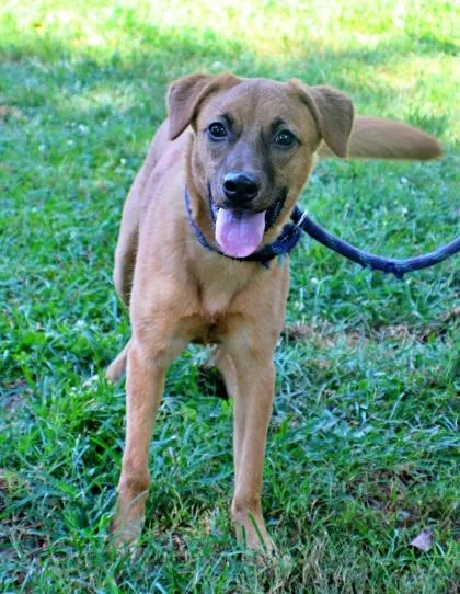 An adult medium-sized female Nova Scotia Duck Tolling Retriever dog named Habanero for adoption in Morton Grove, IL