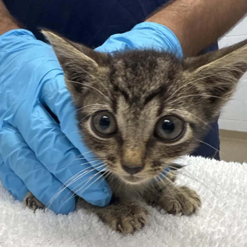 A baby small-sized female Domestic Short Hair cat named Pumpkin Pie for adoption in West Palm Beach, FL
