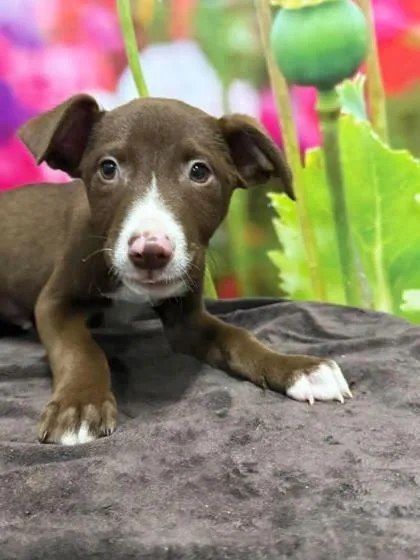 A baby large-sized male Border Collie dog named Cash for adoption in Morton Grove, IL