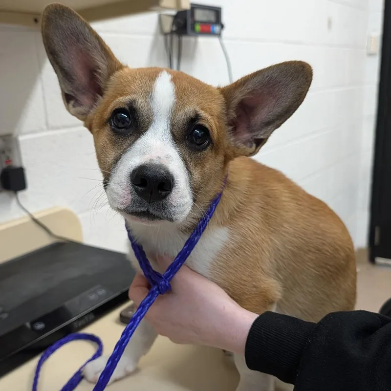 A baby small-sized male Red / Chestnut / Orange Cardigan Welsh Corgi dog named Bubbles for adoption in Ardmore, OK