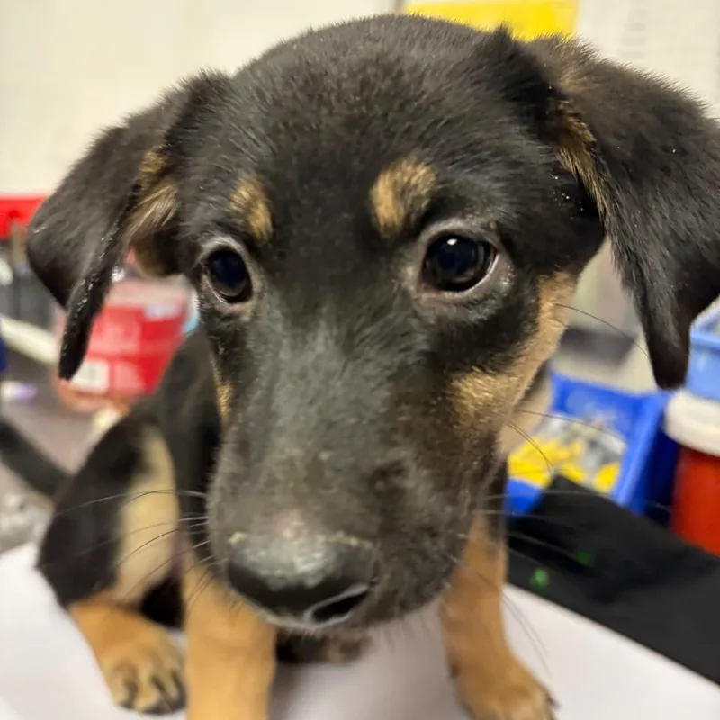 A baby small-sized female Black Shepherd dog named Soosey for adoption in Yuma, AZ