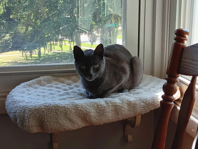 A young medium-sized female Gray / Blue / Silver Domestic Short Hair cat named Piperc for adoption in Greenville, DE
