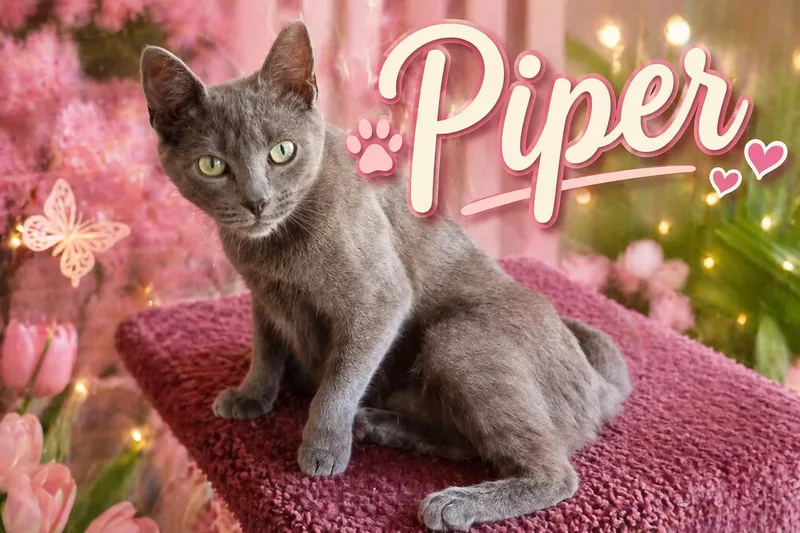 Piperc thumbnail 2