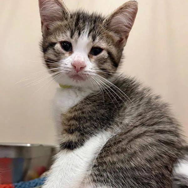 A baby small-sized female Domestic Short Hair cat named Juliette for adoption in Des Moines, IA