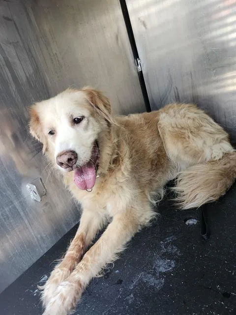 A senior large-sized female Golden Retriever dog named Nala for adoption in San Antonio, TX