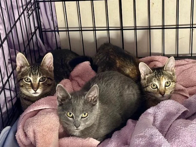 A young medium-sized female Tabby (Brown / Chocolate) Domestic Short Hair cat named Billie for adoption in Bethlehem, PA