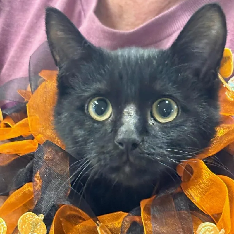 A baby medium-sized male Black Domestic Short Hair cat named Michael for adoption in Batavia, NY