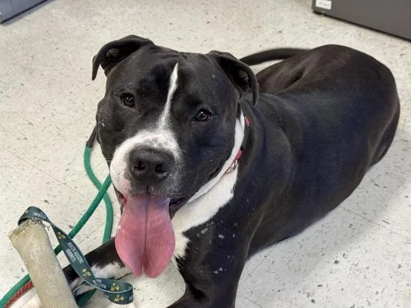 An adult large-sized male Pit Bull Terrier dog named Spade for adoption in Salt Lake City, UT