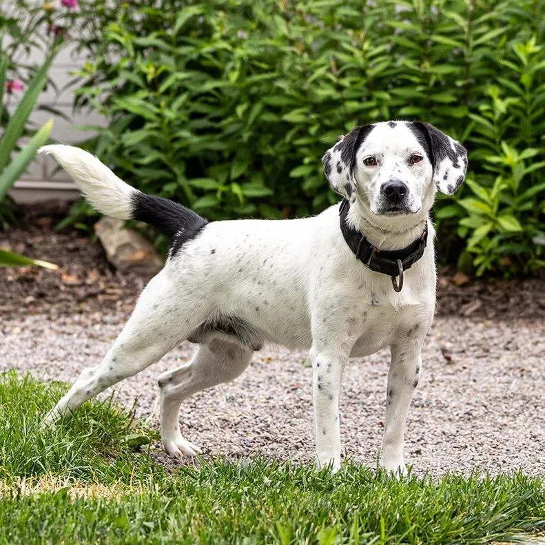 An adult medium-sized male White / Cream Pointer dog named Dauber for adoption in Council Bluffs, IA
