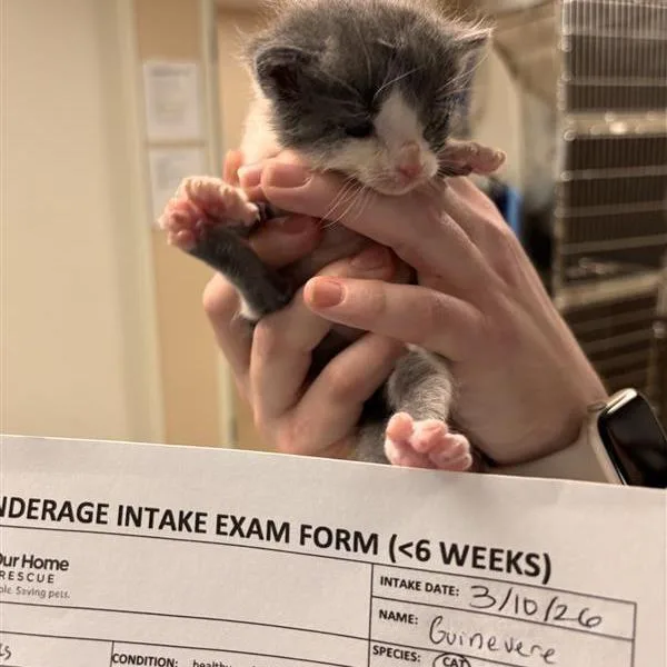 A baby small-sized female Gray / Blue / Silver Domestic Short Hair cat named Guinevere for adoption in Tempe, AZ