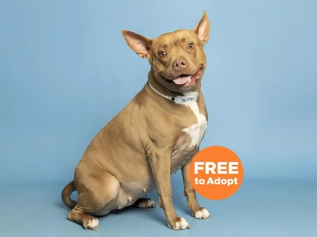 A young medium-sized female Pit Bull Terrier dog named Coco for adoption in Phoenix, AZ