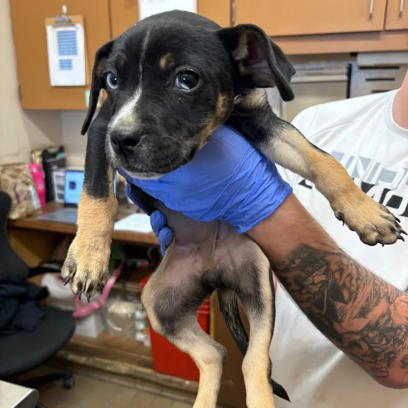 A baby small-sized female Black Pit Bull Terrier dog named Carrina for adoption in Birmingham, AL