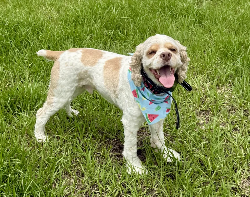 An adult medium-sized male Cocker Spaniel dog named Sonny for adoption in Cape Coral, FL