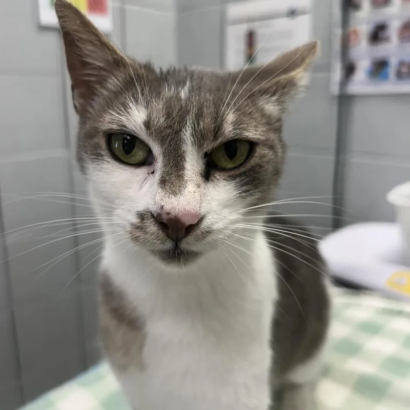 An adult medium-sized female Gray / Blue / Silver Domestic Short Hair cat named Pumpkin Spice Latte for adoption in West Olive, MI