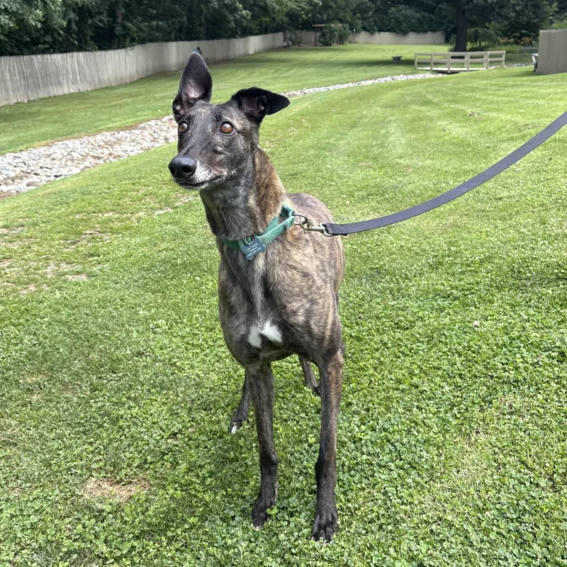 An adult large-sized male Brindle Greyhound dog named Glory for adoption in Swanzey, NH
