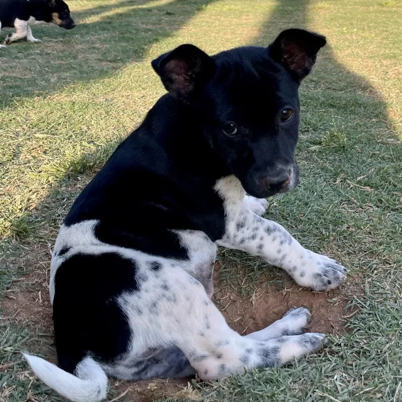 A baby small-sized female Black Corgi dog named Miss Scarlet for adoption in Fayetteville, GA