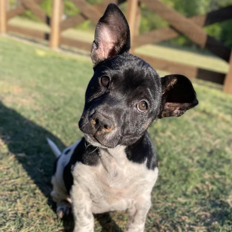 Miss Scarlet thumbnail 2