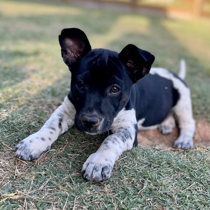 Miss Scarlet thumbnail 3