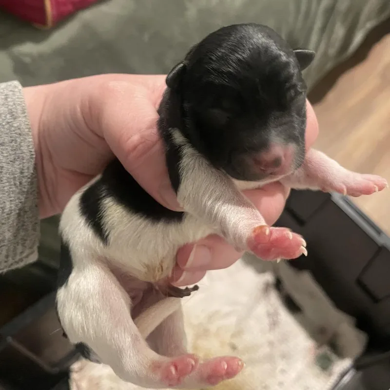 Miss Scarlet thumbnail 4