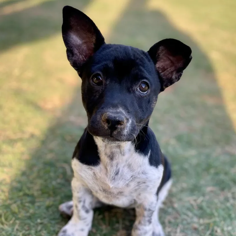 Miss Scarlet thumbnail 5