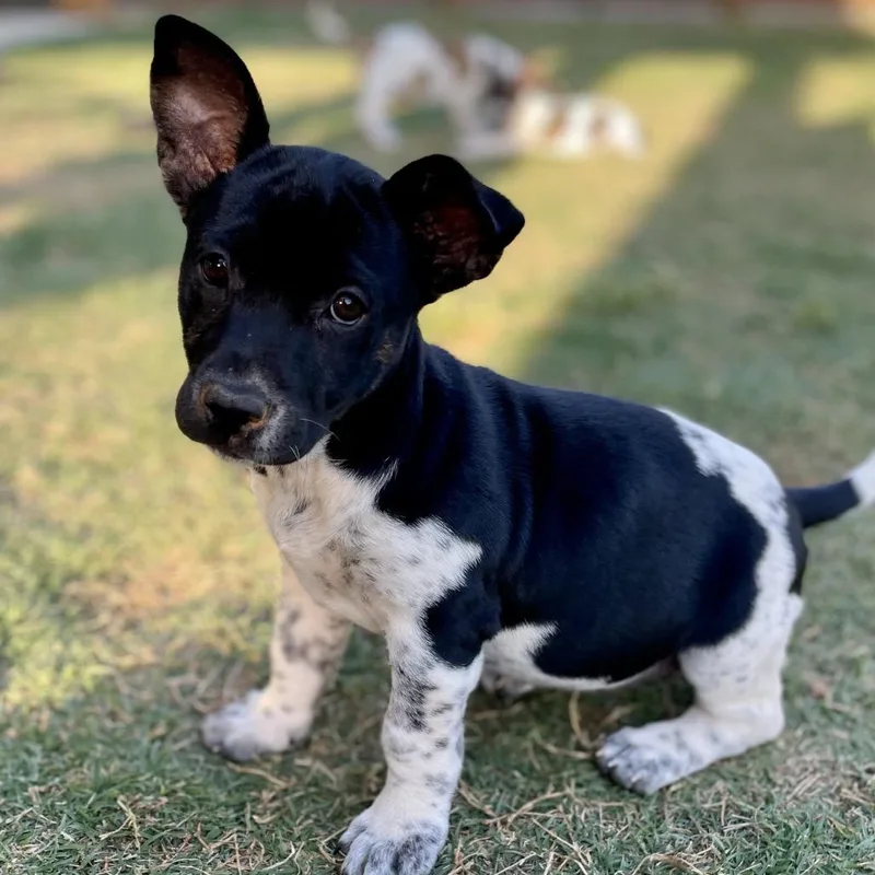 Miss Scarlet thumbnail 6