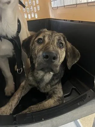 A baby large-sized male Labrador Retriever dog named Yoongi for adoption in Sacramento, CA
