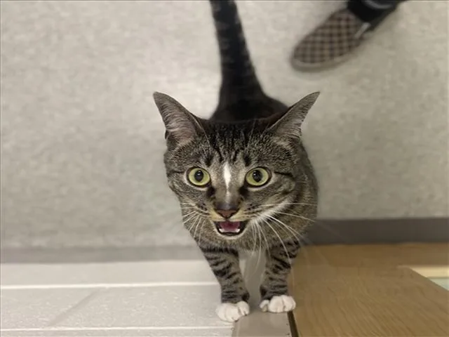 A young small-sized female Domestic Short Hair cat named Madonna for adoption in Loveland, CO