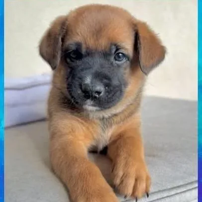 A baby medium-sized female Bicolor Mixed Breed dog named Chile for adoption in Chino valley, AZ