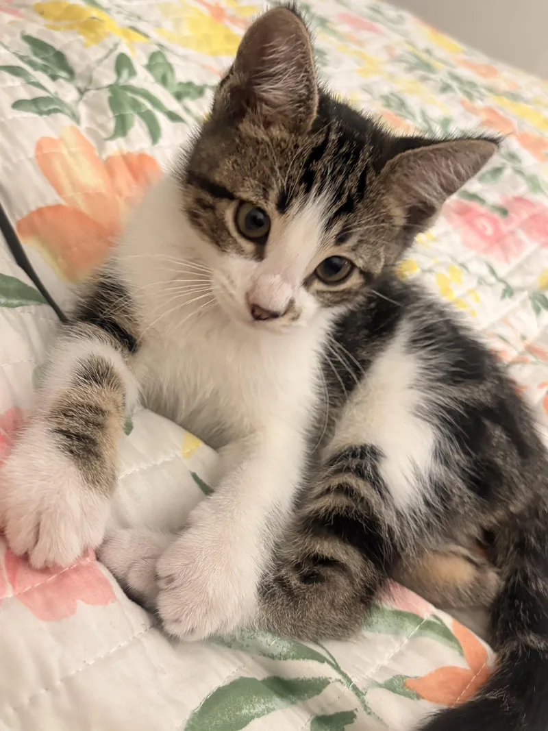 A baby medium-sized male Tabby cat named Monroe Napa for adoption in Napa, CA