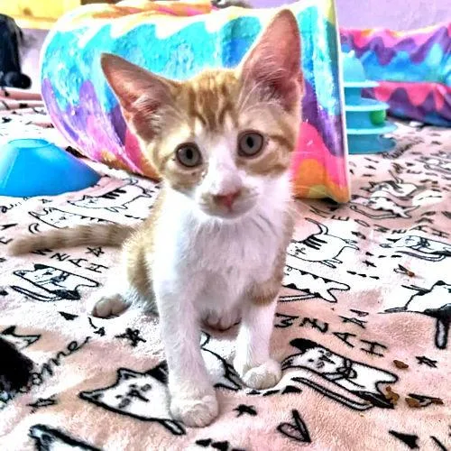 A baby medium-sized male Tabby cat named Simba for adoption in Rutherfordton, NC