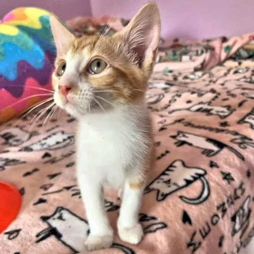 Simba thumbnail 2