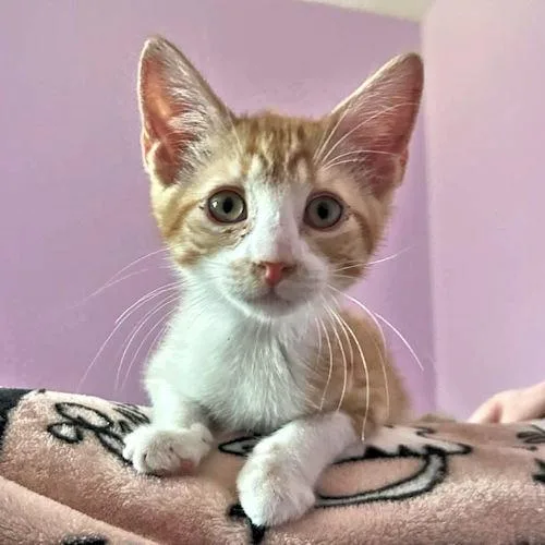 Simba thumbnail 3