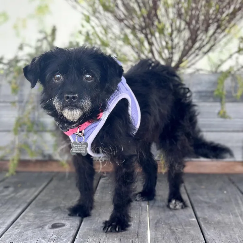A senior small-sized female Black Terrier dog named Terra for adoption in Pacific Grove, CA