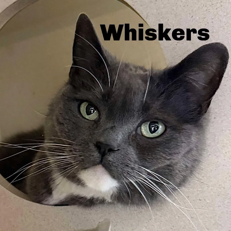 Whiskers