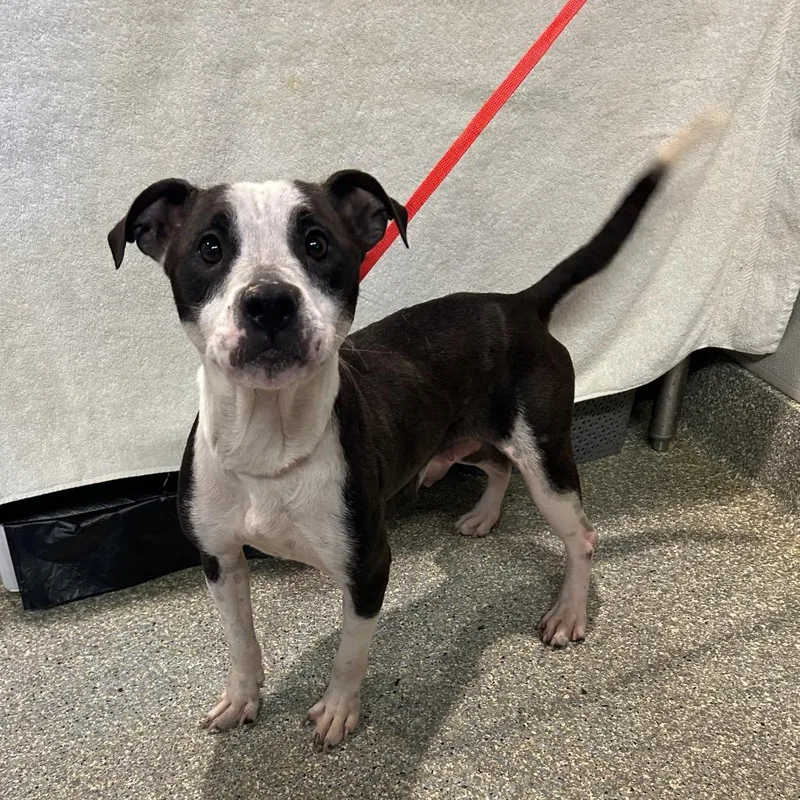 An adult medium-sized female Black Pit Bull Terrier dog named IVHSStray for adoption in San Gabriel, CA