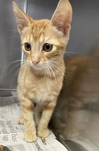 A baby small-sized male Domestic Short Hair cat named Rusty for adoption in Houston, TX